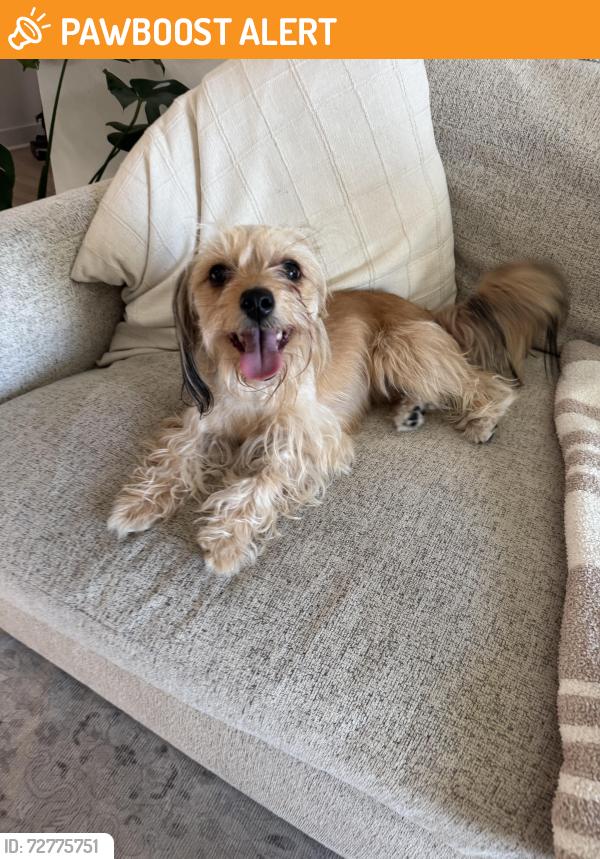 Found/Stray Unknown Dog last seen Sunnyside apmt Complex, Panama City Beach, FL 32413