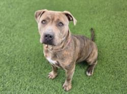Shelter Stray Female Dog last seen , Los Angeles, CA 91405