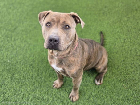 Shelter Stray Female Dog last seen , Los Angeles, CA 91405