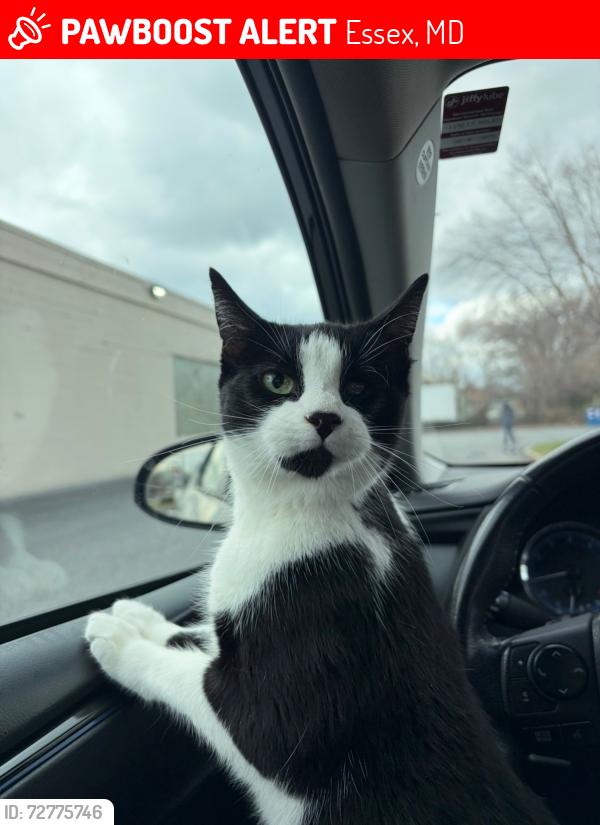 Lost Female Cat last seen Back river neck road, poles road, , Essex, MD 21221
