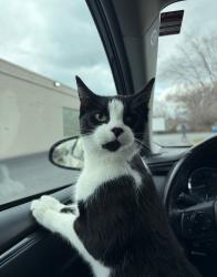 Lost Female Cat last seen Back river neck road, poles road, , Essex, MD 21221