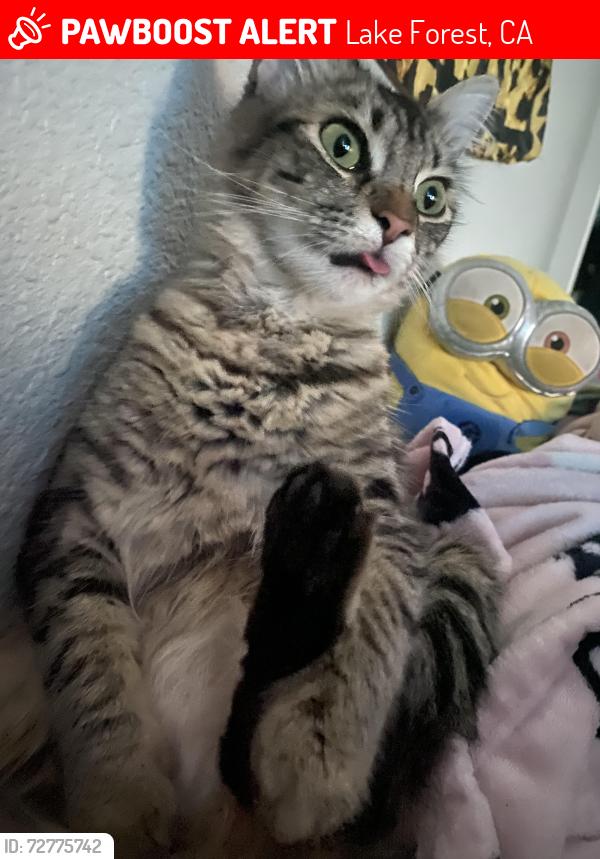 Lost Female Cat last seen Osterman rd lake forest , Lake Forest, CA 92630