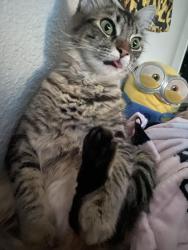 Lost Female Cat last seen Osterman rd lake forest , Lake Forest, CA 92630