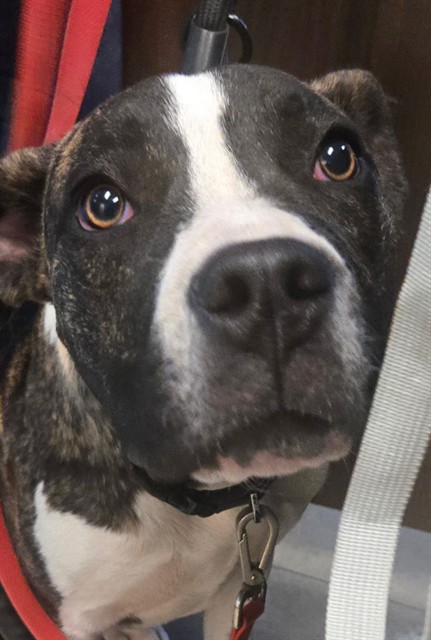Shelter Stray Female Dog last seen TRUXTON AVE BAKERSFIED, Bakersfield, CA 93307