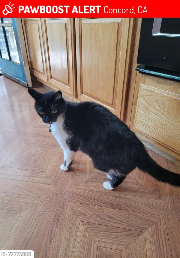 Lost Female Cat last seen Markham Nature park, Cowell Rd, Concord, CA 94521