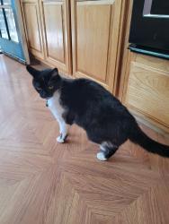 Lost Female Cat last seen Markham Nature park, Cowell Rd, Concord, CA 94521