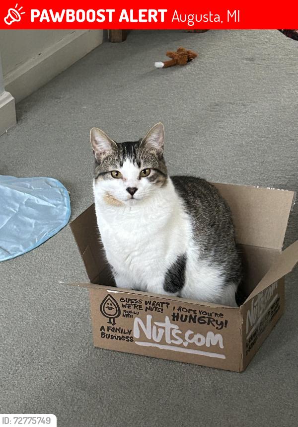 Lost Female Cat last seen W Van Buren and N Lincoln, Augusta, MI 49012