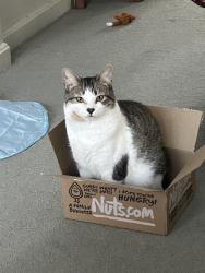 Lost Female Cat last seen W Van Buren and N Lincoln, Augusta, MI 49012