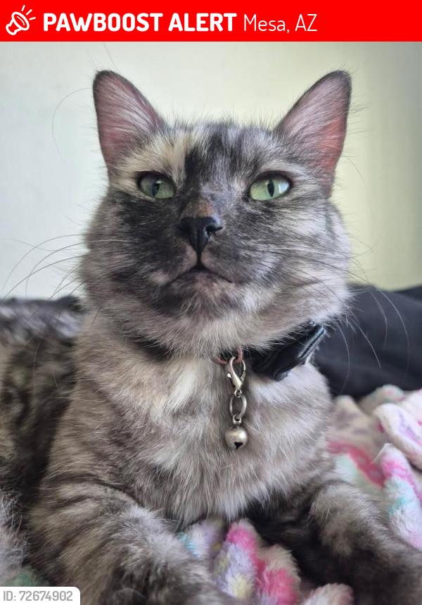 Lost Female Cat last seen Mcips and mesa dr., Mesa, AZ 85201