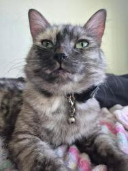 Lost Female Cat last seen Mcips and mesa dr., Mesa, AZ 85201