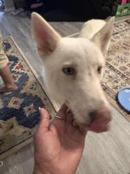 Found/Stray Male Dog last seen Northwest Place ests, Houston, TX 77040