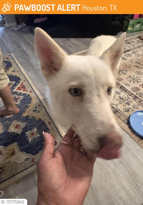 Found/Stray Male Dog last seen Northwest Place ests, Houston, TX 77040