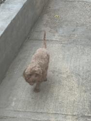 Found/Stray Female Dog last seen Odell , Yonkers, NY 10703