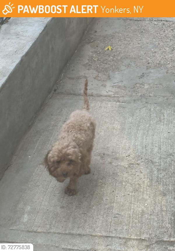 Found/Stray Female Dog last seen Odell , Yonkers, NY 10703