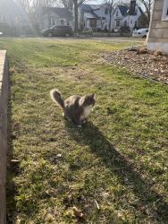 Found/Stray Unknown Cat last seen near Hale , Minneapolis, MN 55417