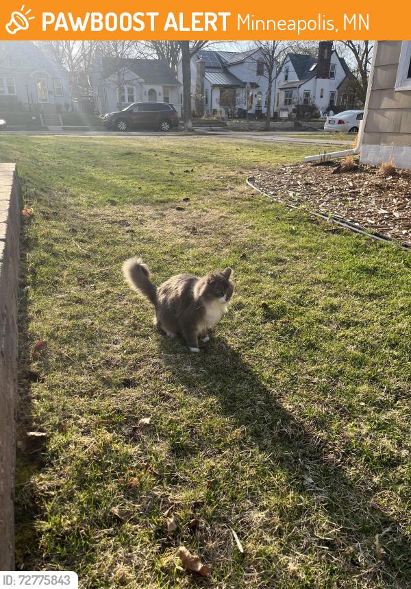 Found/Stray Unknown Cat last seen near Hale , Minneapolis, MN 55417