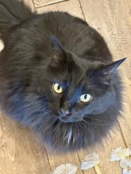 Lost Male Cat last seen Near W Deep Canyon Dr Star, ID 83669, Star, ID 83669
