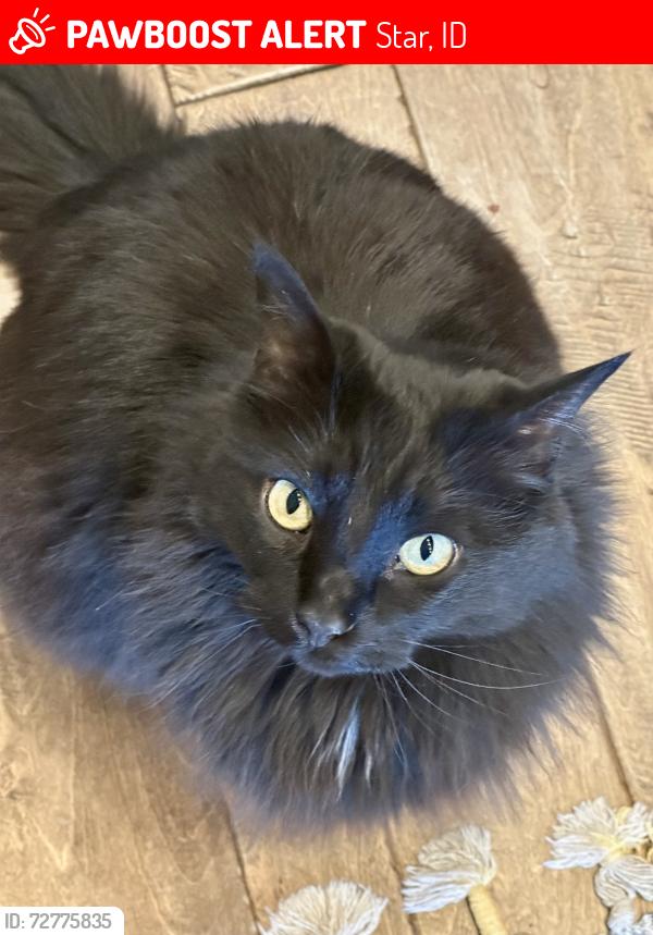 Lost Male Cat last seen Near W Deep Canyon Dr Star, ID 83669, Star, ID 83669