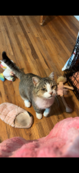 Lost Male Cat last seen bosque loop, Bosque Farms, NM 87068