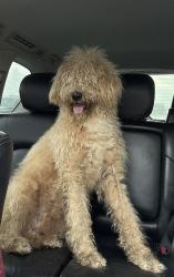 Found/Stray Male Dog last seen  Trammel Hwy, Springdale, AR 72764