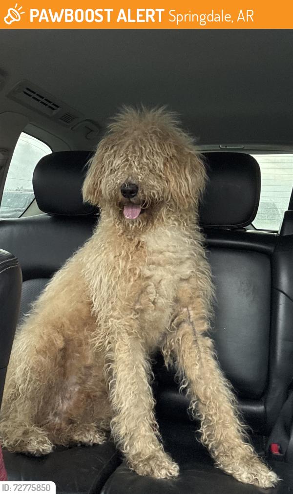 Found/Stray Male Dog last seen  Trammel Hwy, Springdale, AR 72764