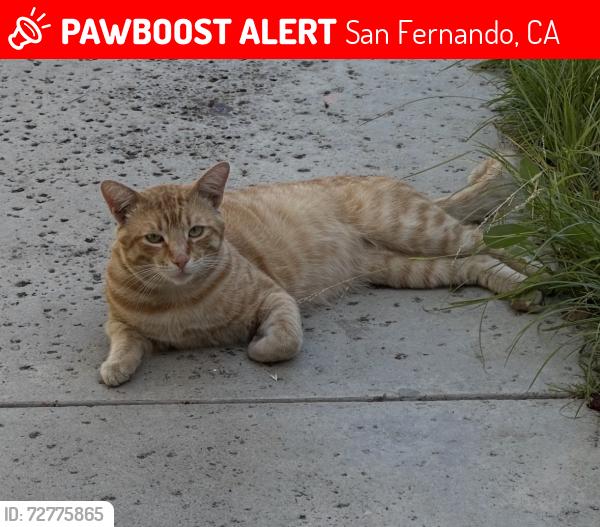 Lost Male Cat last seen Degarmo and Griswold , San Fernando, CA 91340