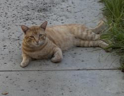 Lost Male Cat last seen Degarmo and Griswold , San Fernando, CA 91340