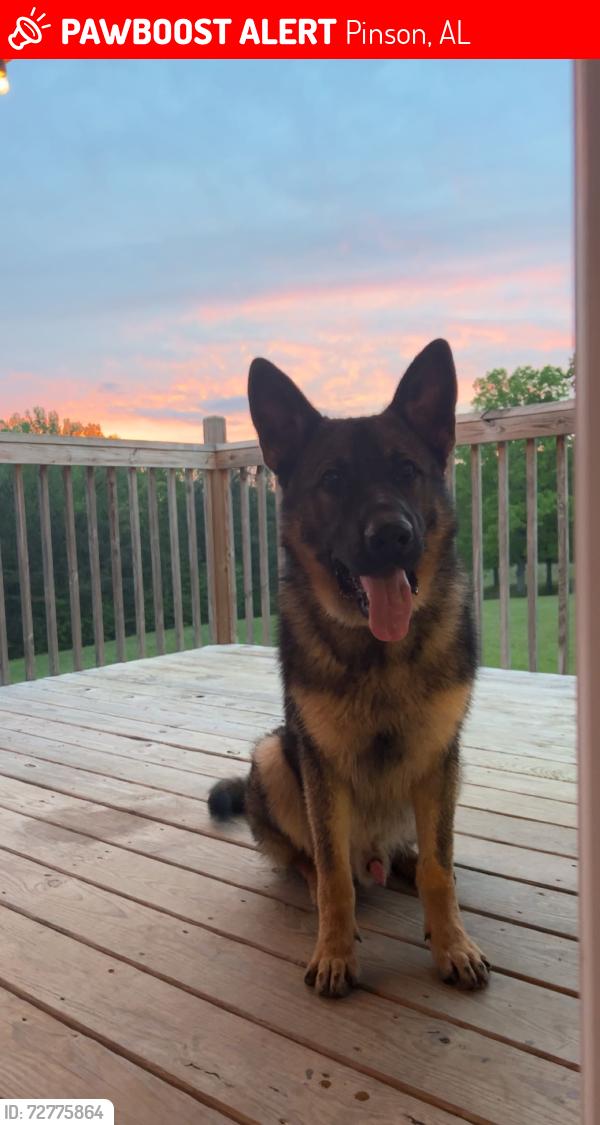 Lost Male Dog last seen Palmerdale , Pinson, AL 35126