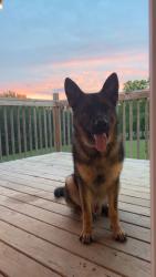 Lost Male Dog last seen Palmerdale , Pinson, AL 35126