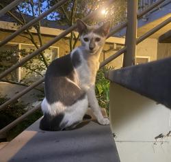 Lost Male Cat last seen Leigh & DeMarietta , San Jose, CA 95128