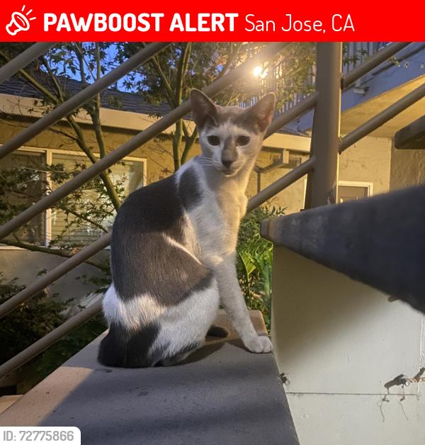 Lost Male Cat last seen Leigh & DeMarietta, San Jose, CA 95128