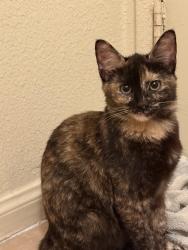 Lost Unknown Cat last seen Lindsey , Pico Rivera, CA 90660