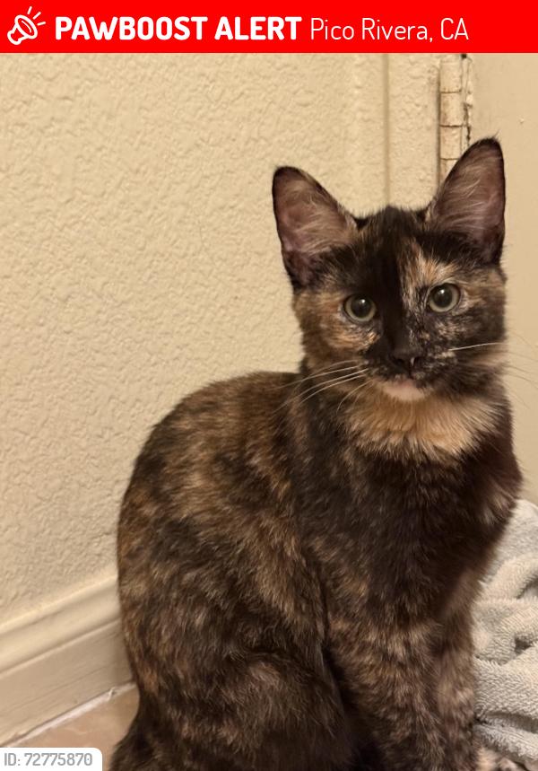 Lost Unknown Cat last seen Lindsey , Pico Rivera, CA 90660