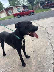 Found/Stray Female Dog last seen Manor and Rockhurst, Austin, TX 78723