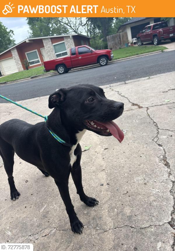 Found/Stray Female Dog last seen Manor and Rockhurst, Austin, TX 78723