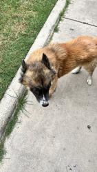 Lost Male Dog last seen Kendalia between Pleasanton and Flores, San Antonio, TX 78214