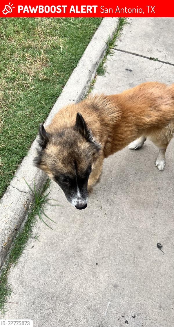 Lost Male Dog last seen Kendalia between Pleasanton and Flores, San Antonio, TX 78214