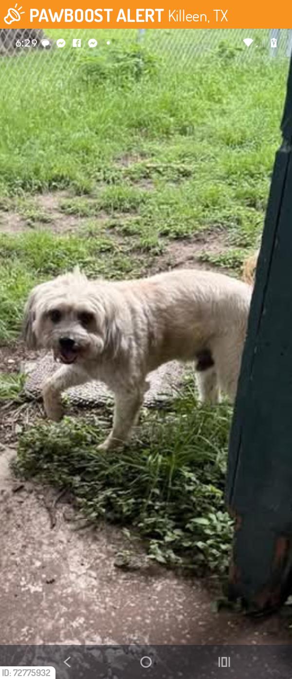 Found/Stray Male Dog last seen Off of Skyline Ave in een Texas , Killeen, TX 76541