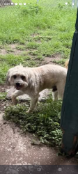 Found/Stray Male Dog last seen Off of Skyline Ave in een Texas , Killeen, TX 76541