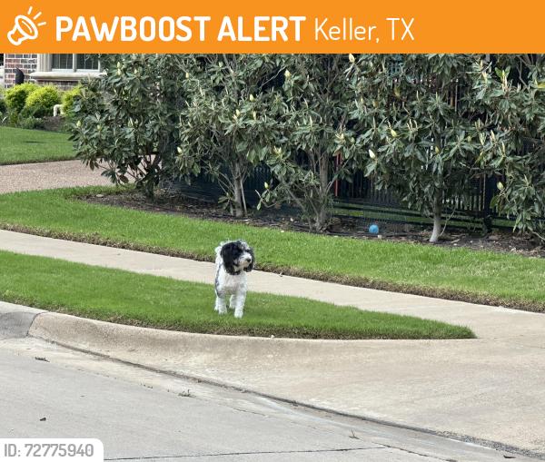 Found/Stray Unknown Dog last seen Laguna Trail Keller tx, Keller, TX 76248