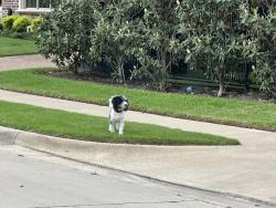 Found/Stray Unknown Dog last seen Laguna Trail Keller tx, Keller, TX 76248