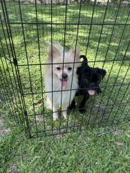 Found/Stray Male Dog last seen Deepwater , Pasadena, TX 77503