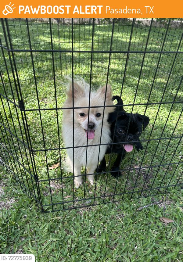 Found/Stray Male Dog last seen Deepwater , Pasadena, TX 77503