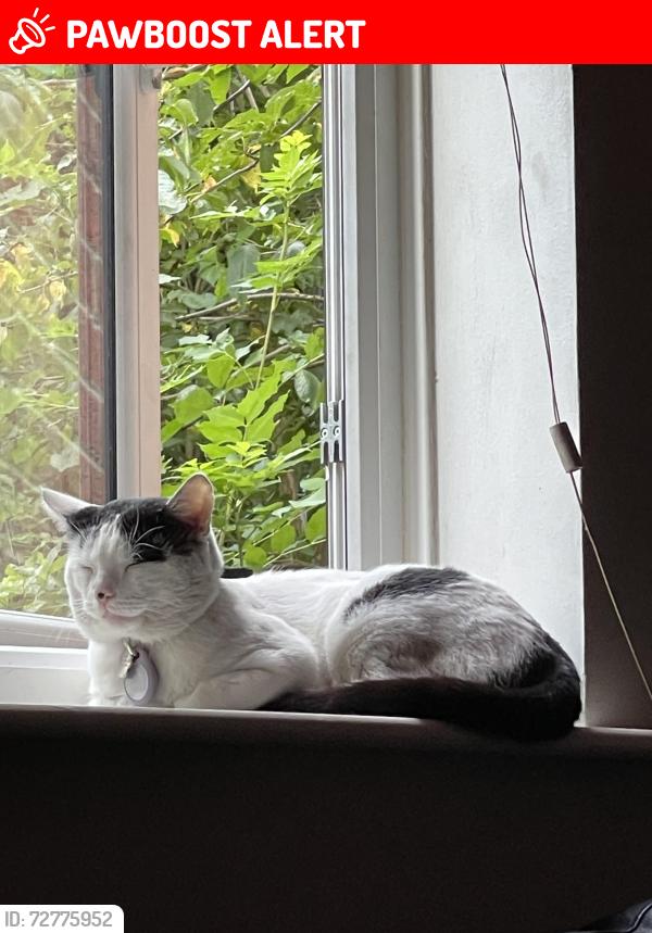 Lost Male Cat last seen Tesco Superstore , Greater London, England TW13 4JP