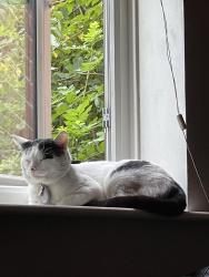 Lost Male Cat last seen Tesco Superstore , Greater London, England TW13 4JP