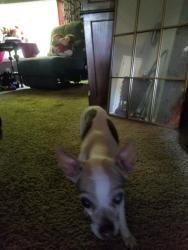 Found/Stray Female Dog last seen Calvin and van maren, Citrus Heights, CA 95621