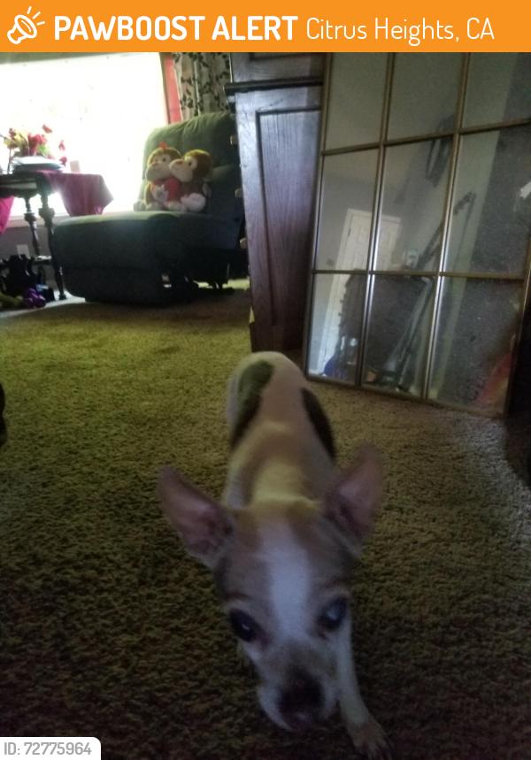 Found/Stray Female Dog last seen Calvin and van maren, Citrus Heights, CA 95621