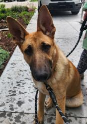 Found/Stray Male Dog last seen Sunnyridge Dr & Ruby Dr, Nampa, ID 83686