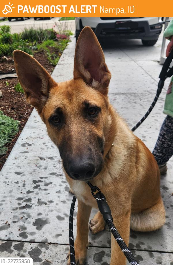 Found/Stray Male Dog last seen Sunnyridge Dr & Ruby Dr, Nampa, ID 83686