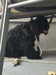 Found/Stray Unknown Dog last seen Near midway, Port Charlotte, FL 33952